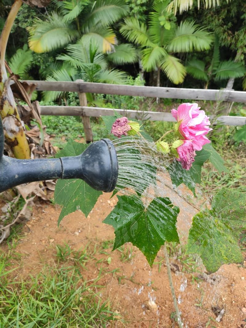 Water Thoroughly During Dry Spells Water Thoroughly During Dry Spells