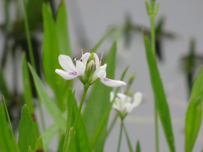 Water Willow For Shallow Edge Habitat Water Willow For Shallow Edge Habitat