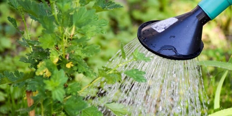 Watering All Plants On The Same Irrigation Zone