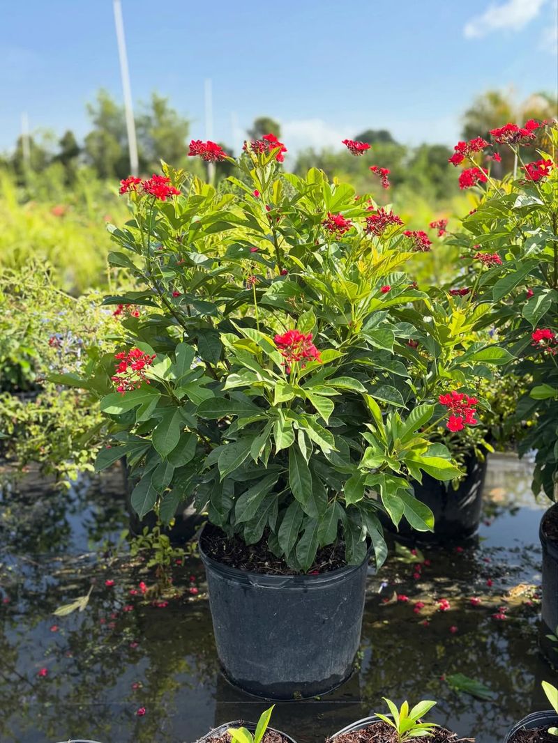 Watering And Care During Extreme Heat Watering And Care During Extreme Heat