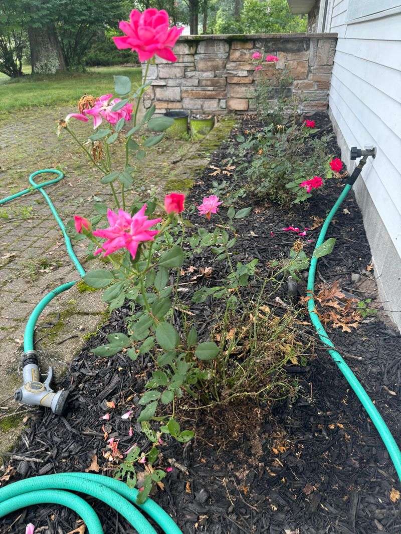 Watering And Feeding To Support The Next Flush Watering And Feeding To Support The Next Flush