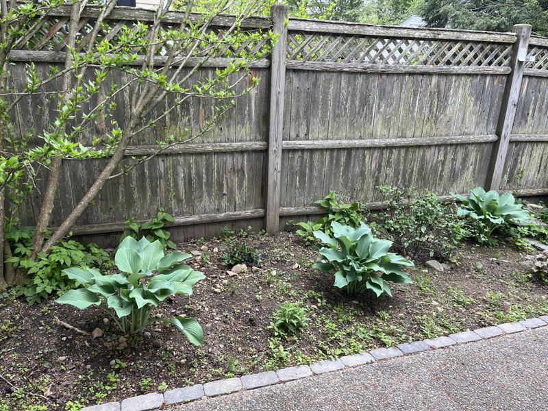 Watering And Shade Tricks That Cut The Risk