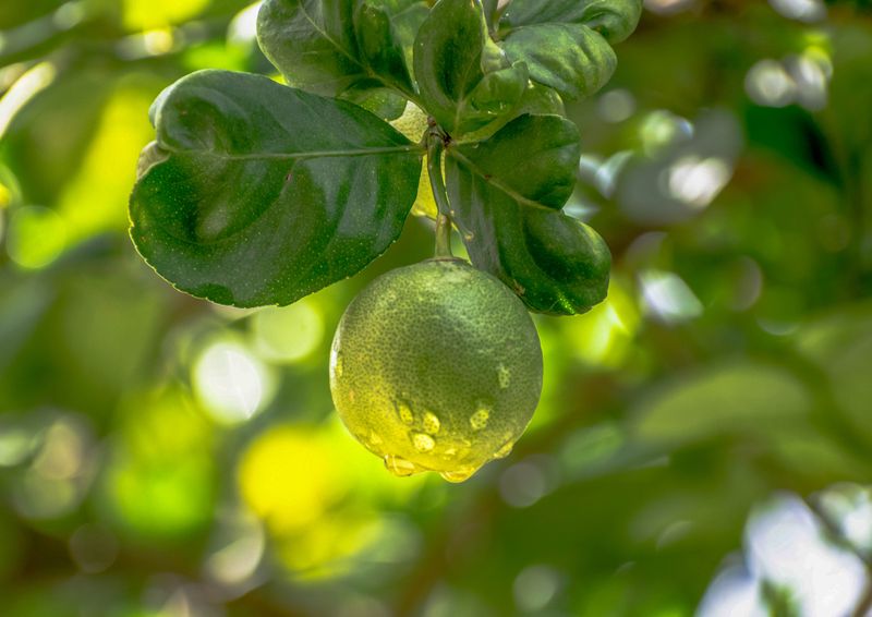 Watering Citrus Trees Correctly During Summer