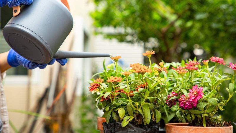 Watering First Helps Fertilizer Spread