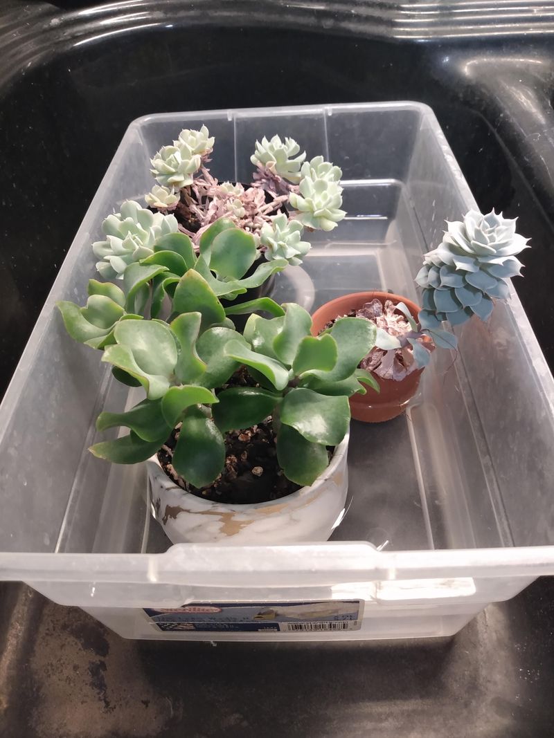 Watering From The Bottom Encourages Deeper Root Growth