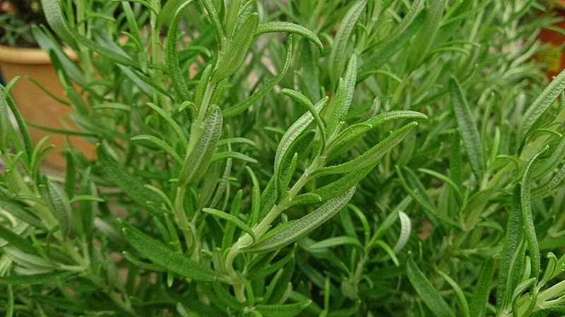 Watering Habits That Keep Rosemary Healthy Through Summer