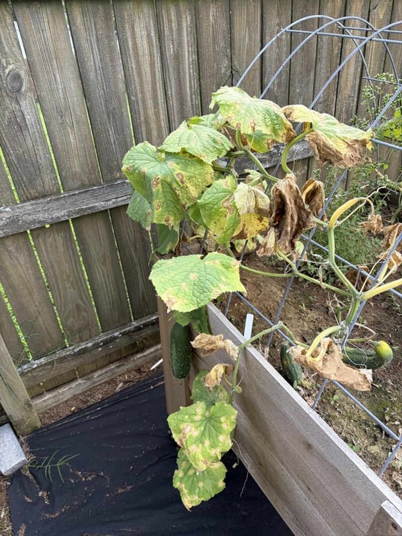 Watering Habits That Make Drainage Issues Worse