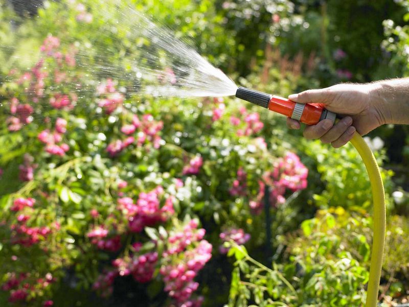 Watering In Ways That Raise Humidity Around Leaves