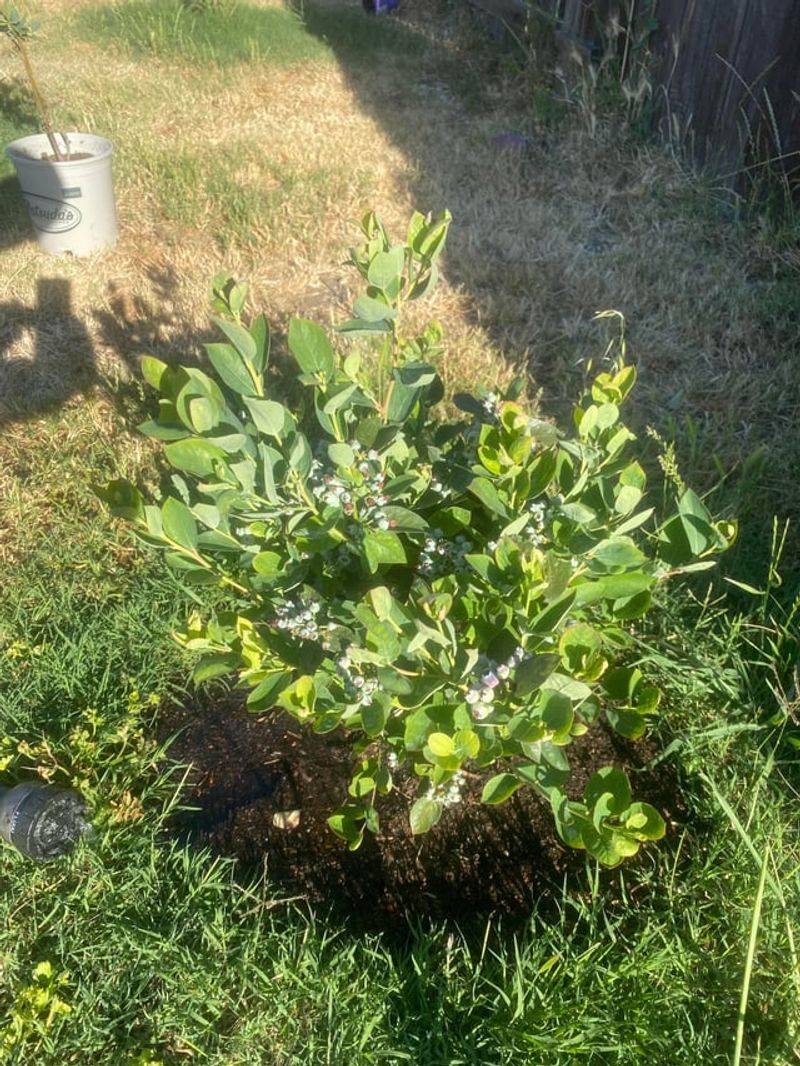 Watering Is Either Too Shallow Or Too Constant Watering Is Either Too Shallow Or Too Constant