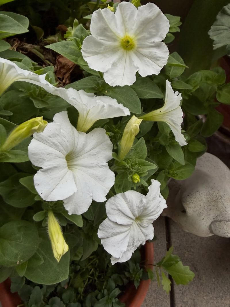 Watering Late In The Day And Leaving Plants Damp Overnight Watering Late In The Day And Leaving Plants Damp Overnight