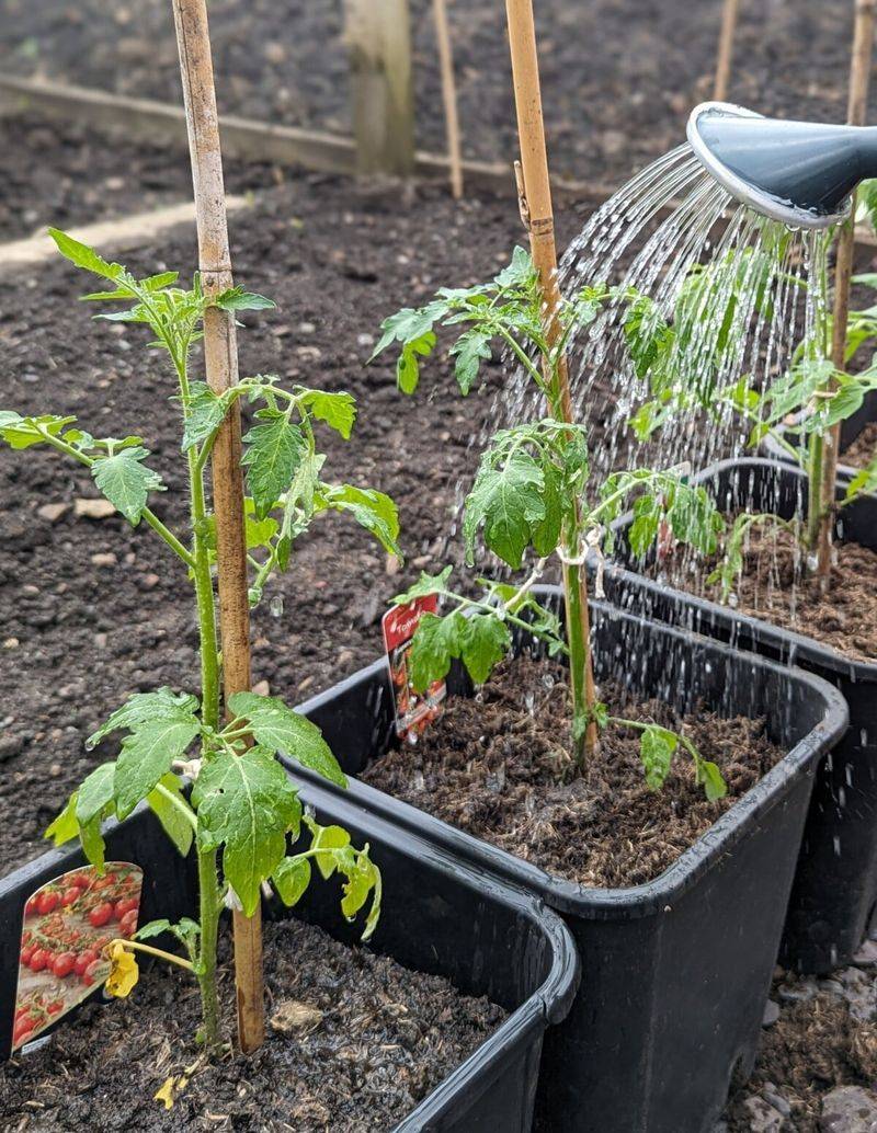 Watering Leaves During The Hottest Part Of Day Watering Leaves During The Hottest Part Of Day