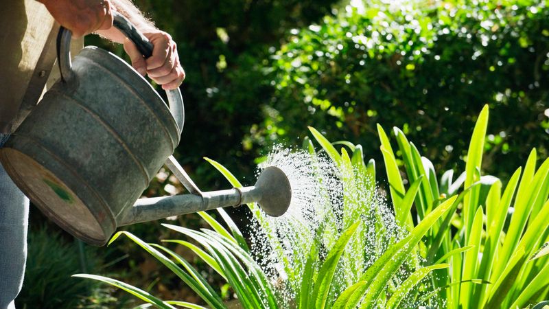 Watering Leaves Instead Of The Root Zone