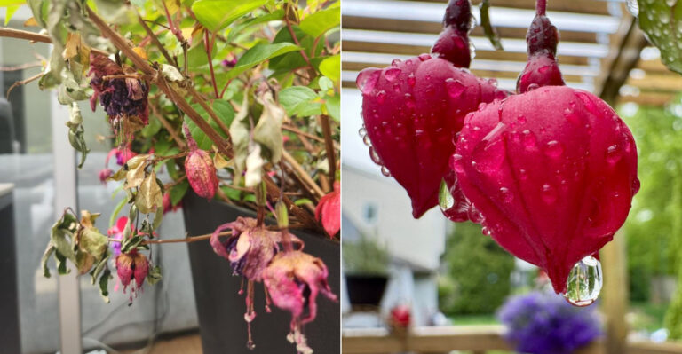 Watering Mistakes That Ruin Oregon Fuchsias And How To Do It Right