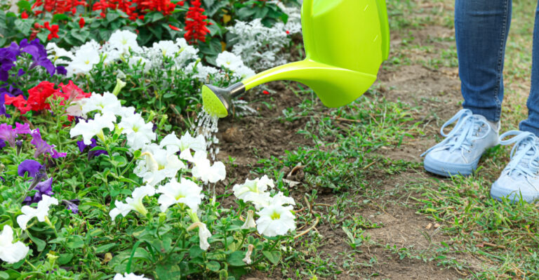 watering petunias