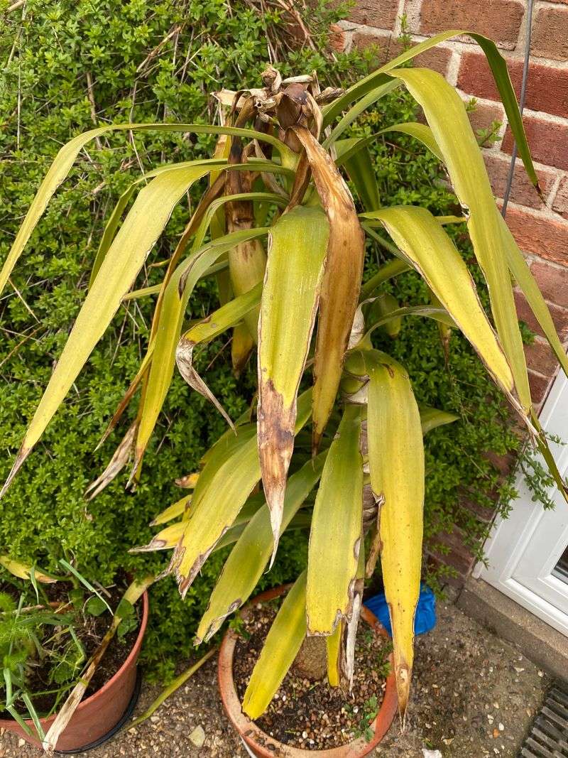 Watering More Because It's Hot Backfires Fast