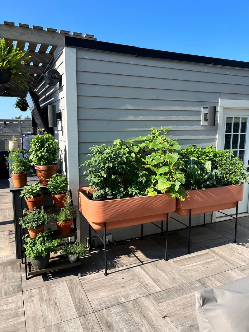 Watering Needs Are Far More Frequent And Less Forgiving Watering Needs Are Far More Frequent And Less Forgiving