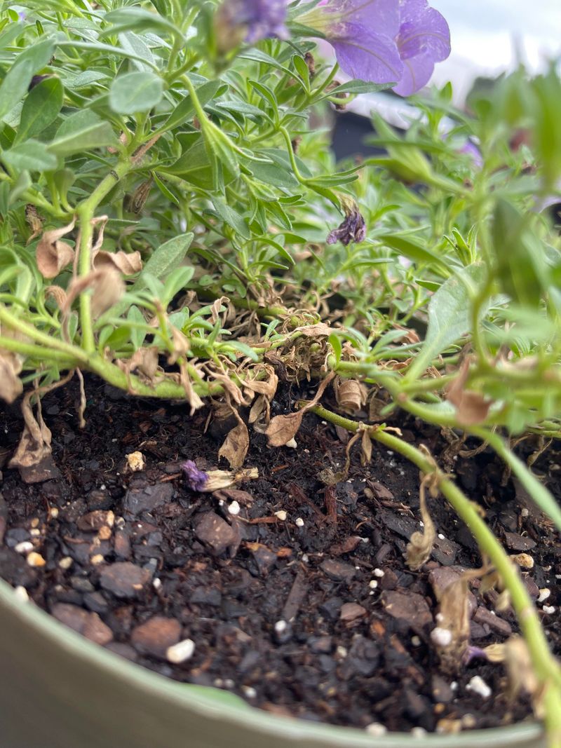 Watering On A Fixed Schedule Instead Of Checking Soil Watering On A Fixed Schedule Instead Of Checking Soil