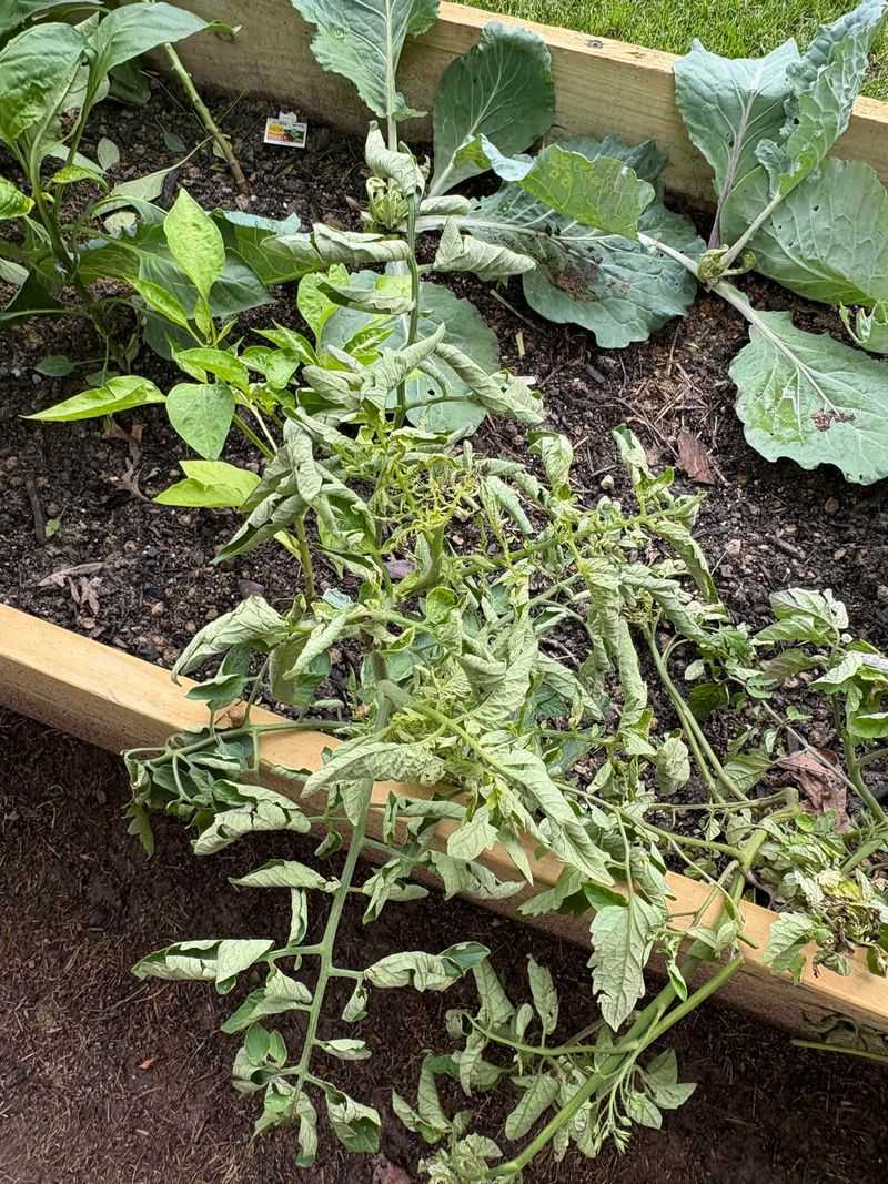 Watering Only When Plants Wilt Watering Only When Plants Wilt