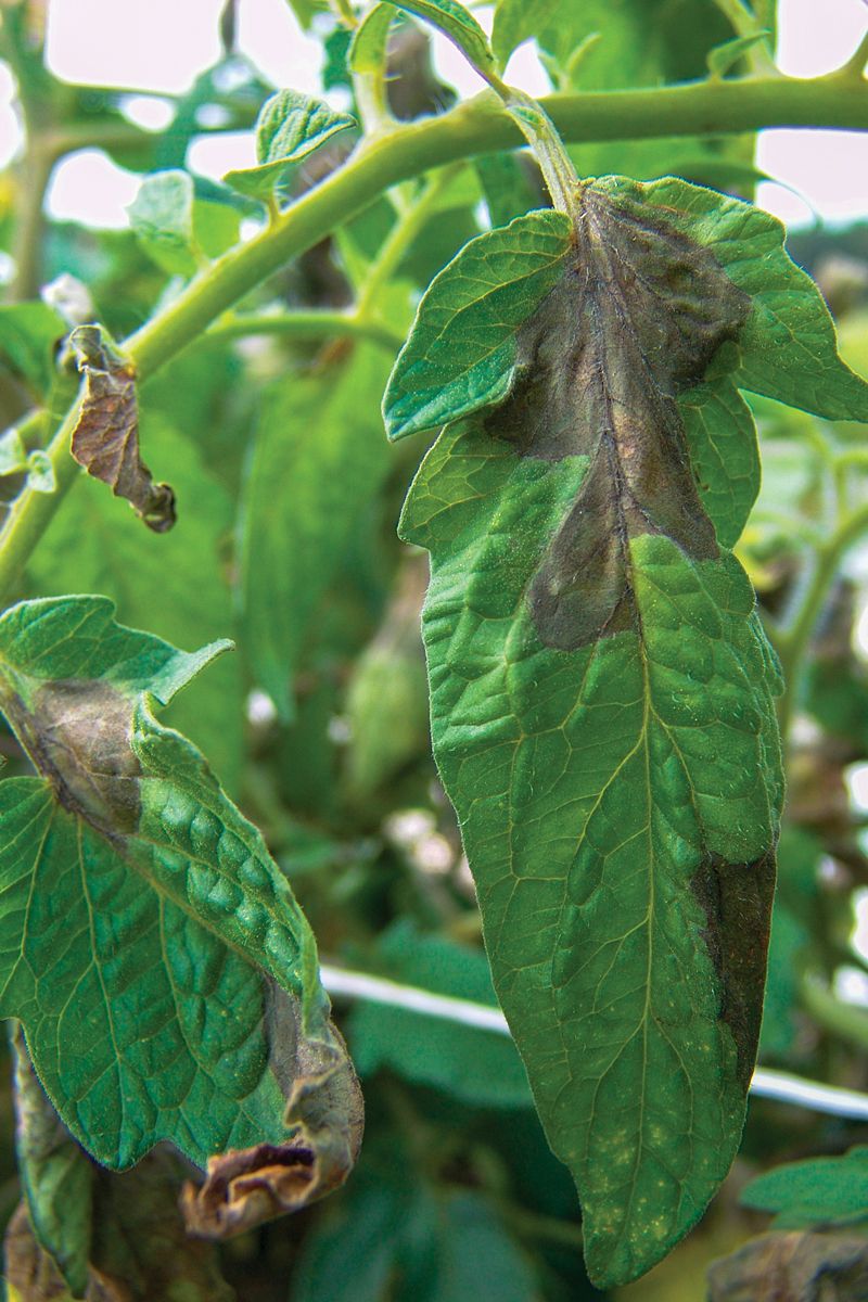 Watering Overhead After Rain Already Soaked Leaves