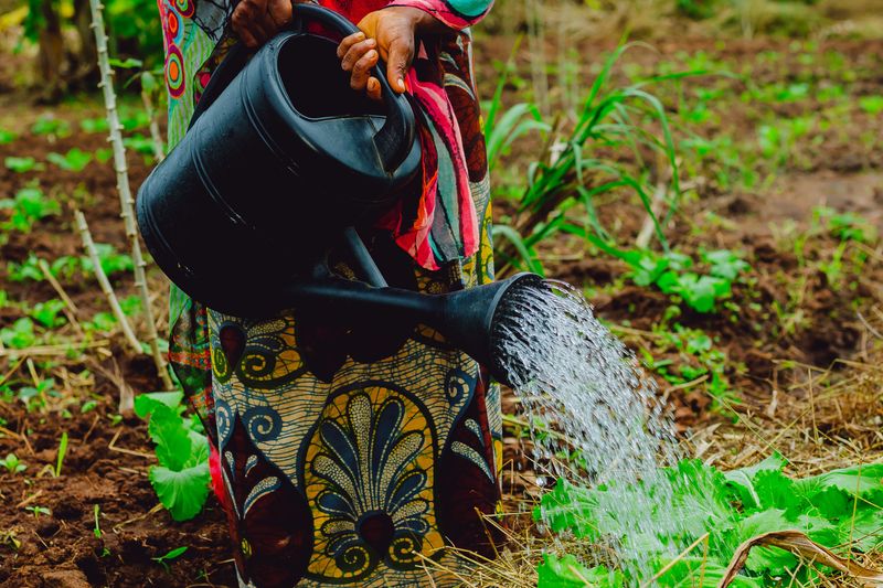 Watering Plants With Overly Sweet Fertilizer Runoff
