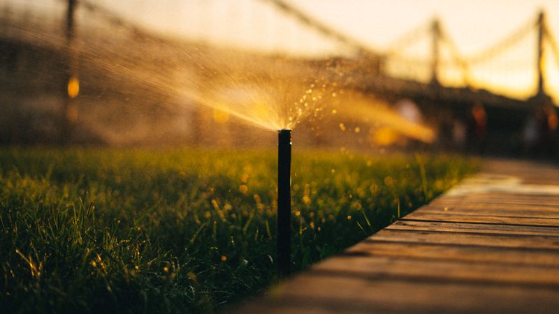 Watering Practices That Support Recovery