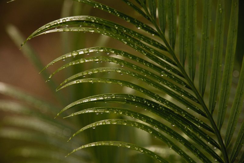 Watering Problems Too Much Or Too Little Watering Problems Too Much Or Too Little
