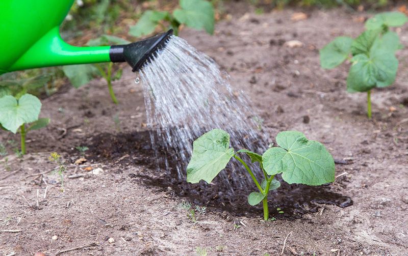 Watering Shallowly Instead Of Deeply Watering Shallowly Instead Of Deeply
