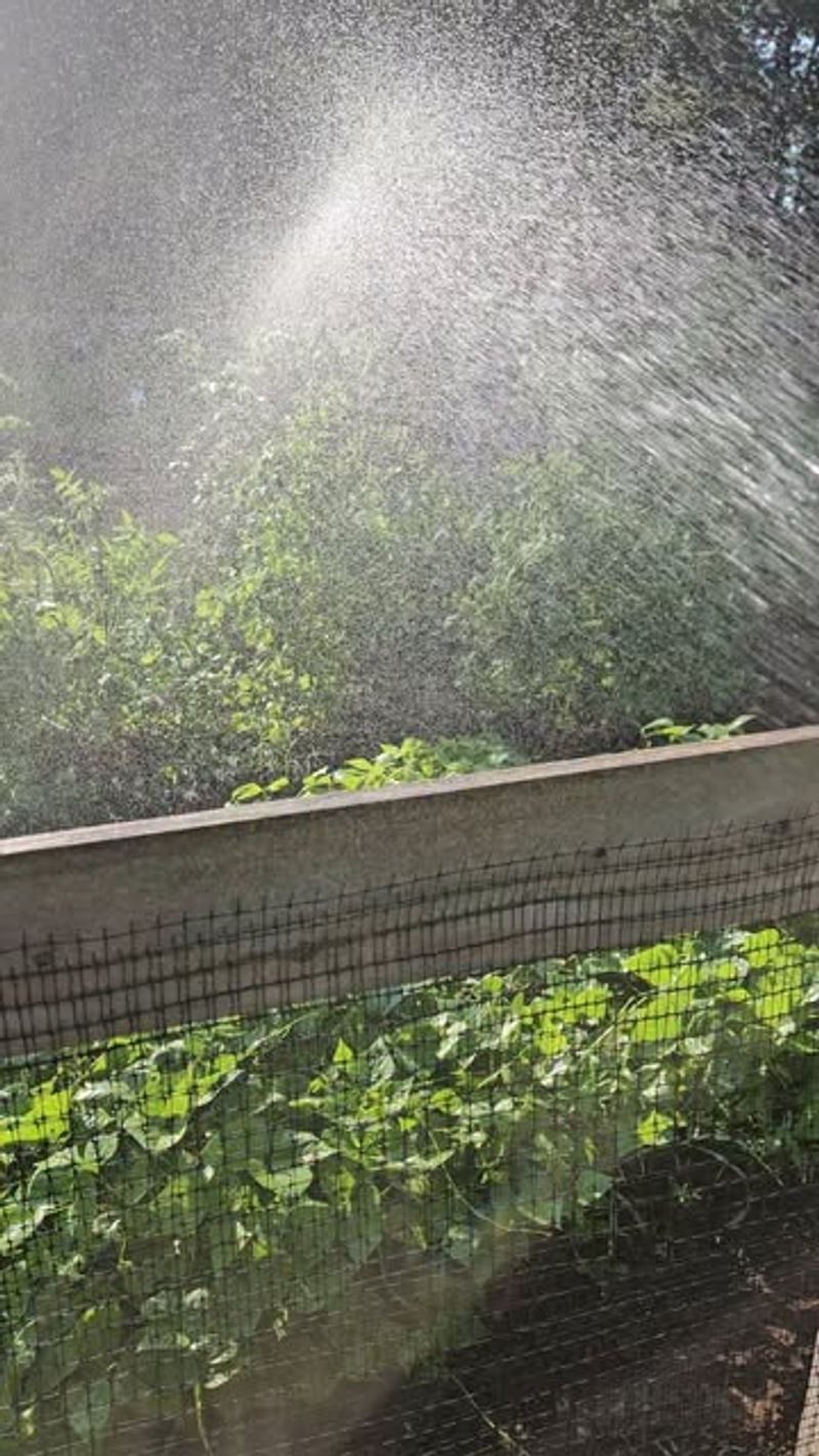 Watering Tomato Plants With Overhead Sprinklers At Midday