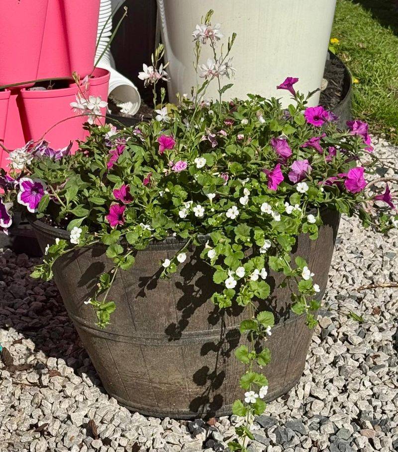 Watering Too Often In Heavy Soil Watering Too Often In Heavy Soil