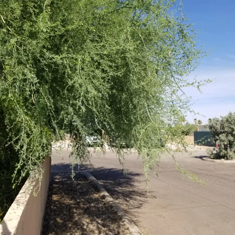 Watering Young Trees During The First Year