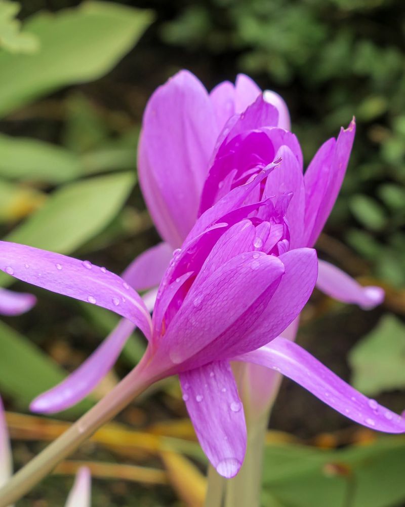 Waterlily Autumn Crocus 