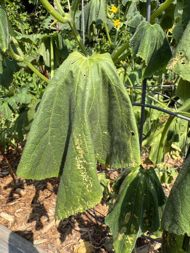 Waterlogged Roots Are Why Most Cucumber Plants Struggle