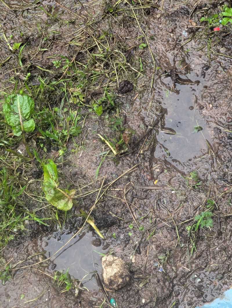 Waterlogged Roots Struggle Once Temperatures Spike