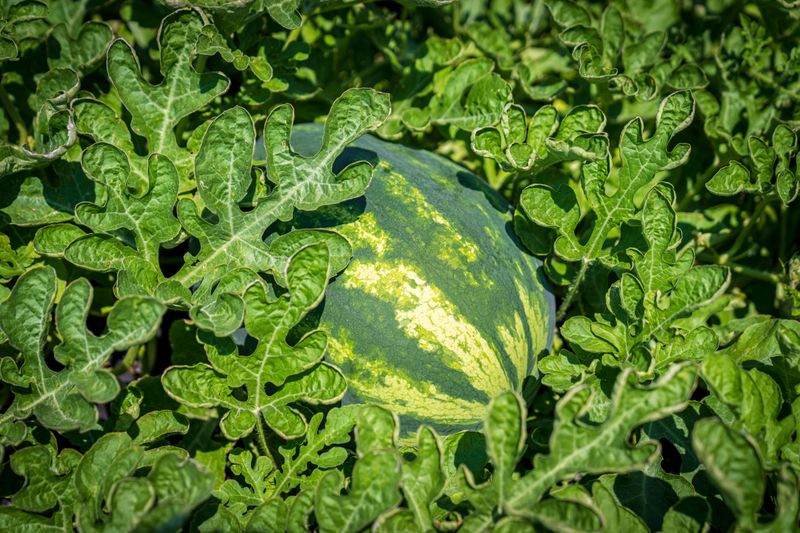 Watermelon Watermelon