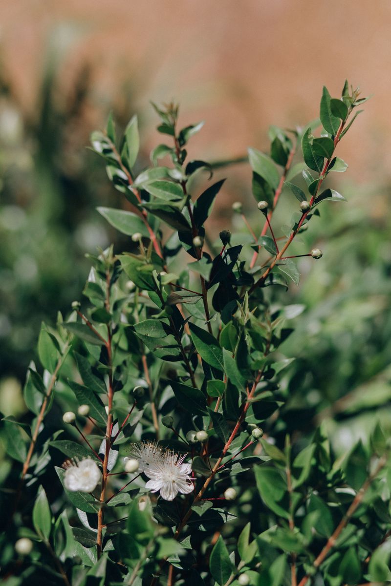 Wax Myrtle