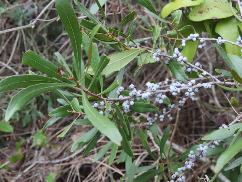 Wax Myrtle Creates Evergreen Cover