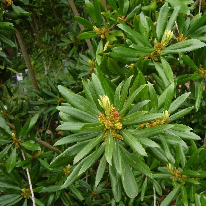 Wax Myrtle Forms A Dense Natural Screen Wax Myrtle Forms A Dense Natural Screen