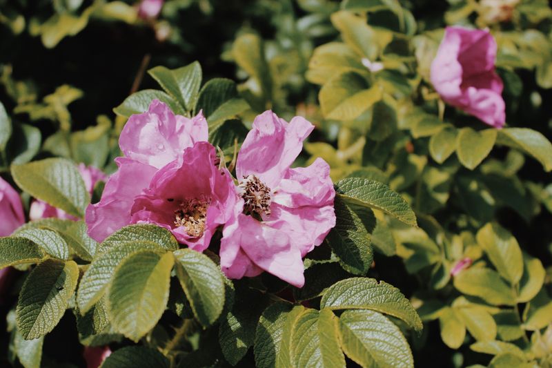 Waxy Leaf Coating Helps Lock In Hydration