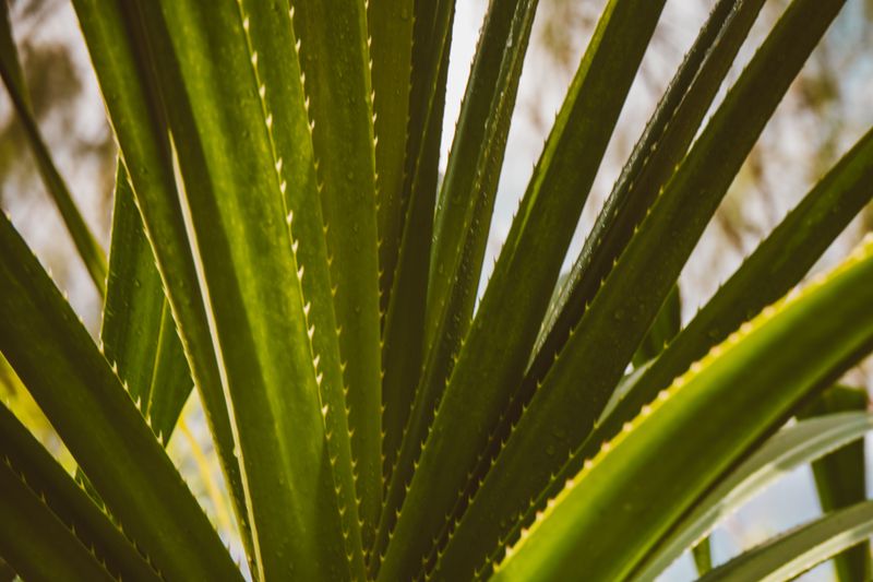 Waxy Leaves Cut Moisture Loss In Heat Waxy Leaves Cut Moisture Loss In Heat