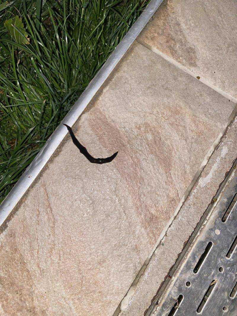 Ways To Help Them Survive The Trip Across Concrete