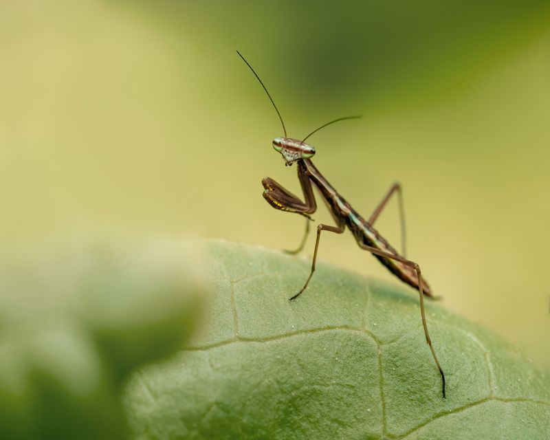 Ways To Protect Mantises In Your Garden