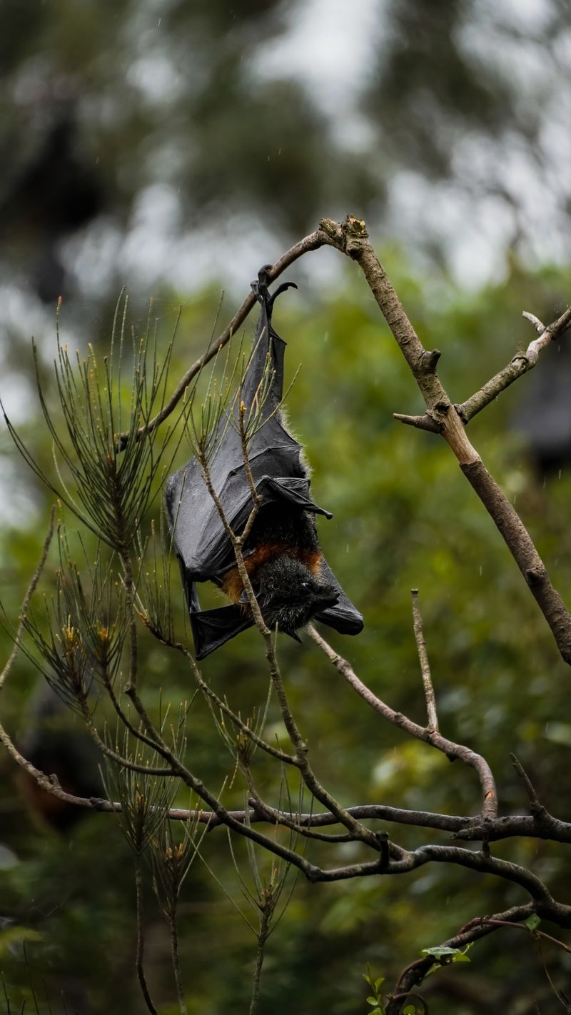 Ways To Safely Coexist With Backyard Bats