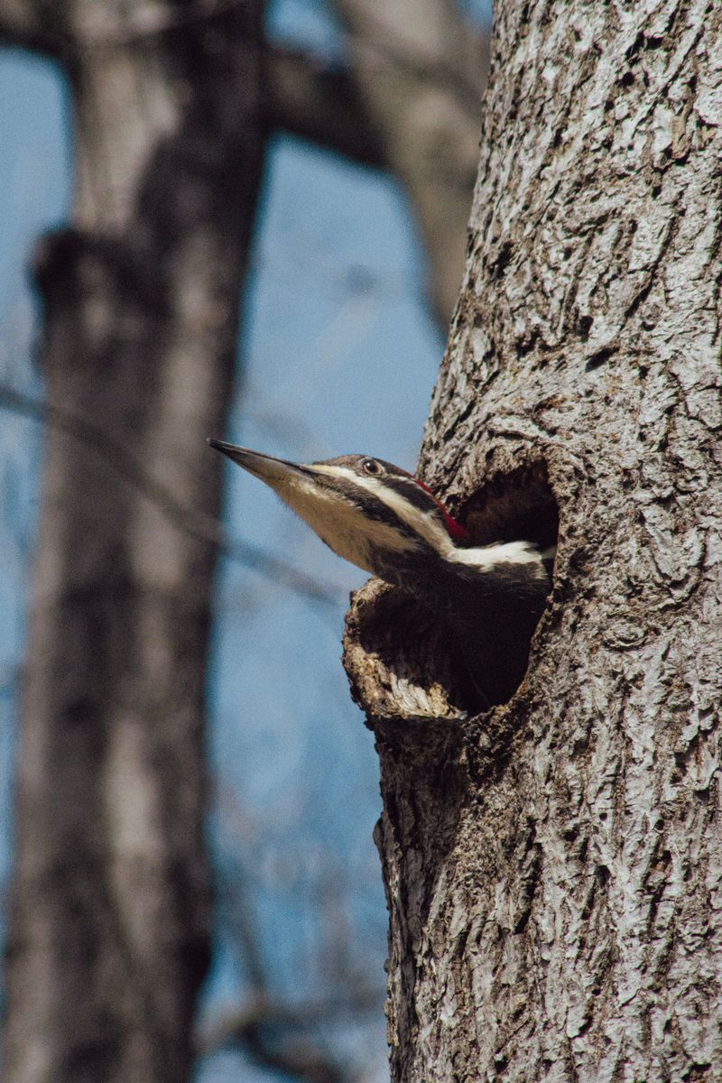 Weathered Trees and Snags Offer Prime Nesting Spots