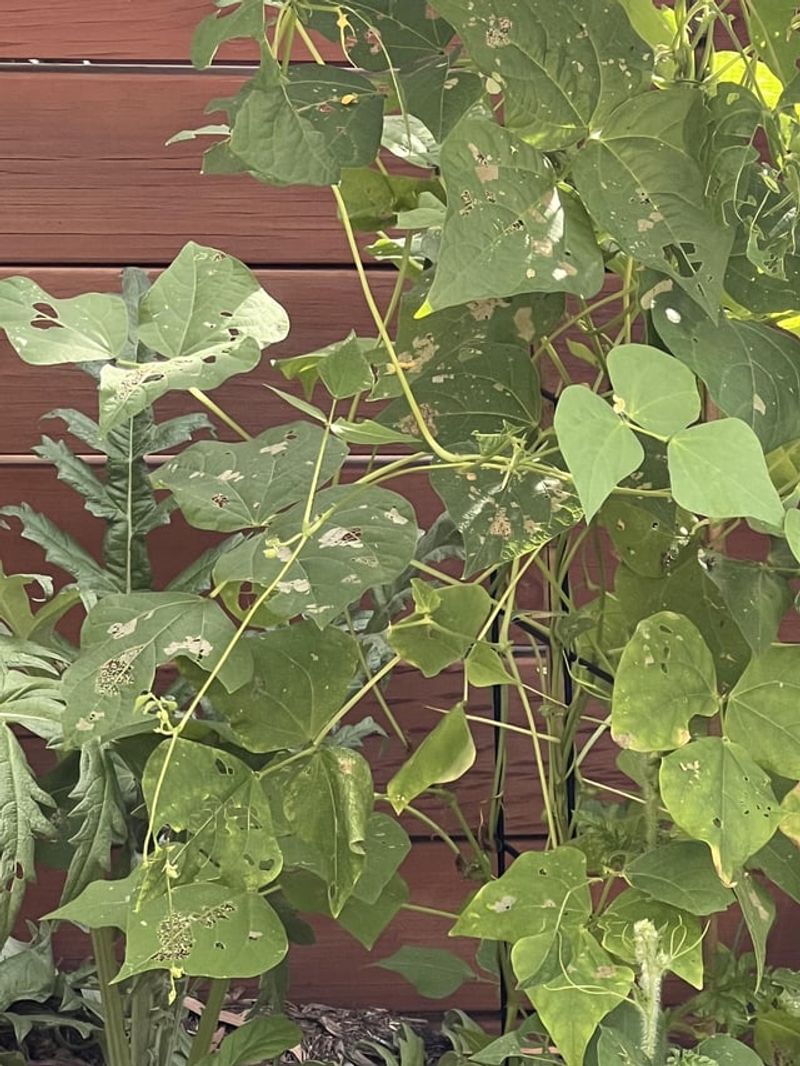 Webbed Or Folded Leaves Hide Caterpillars Webbed Or Folded Leaves Hide Caterpillars