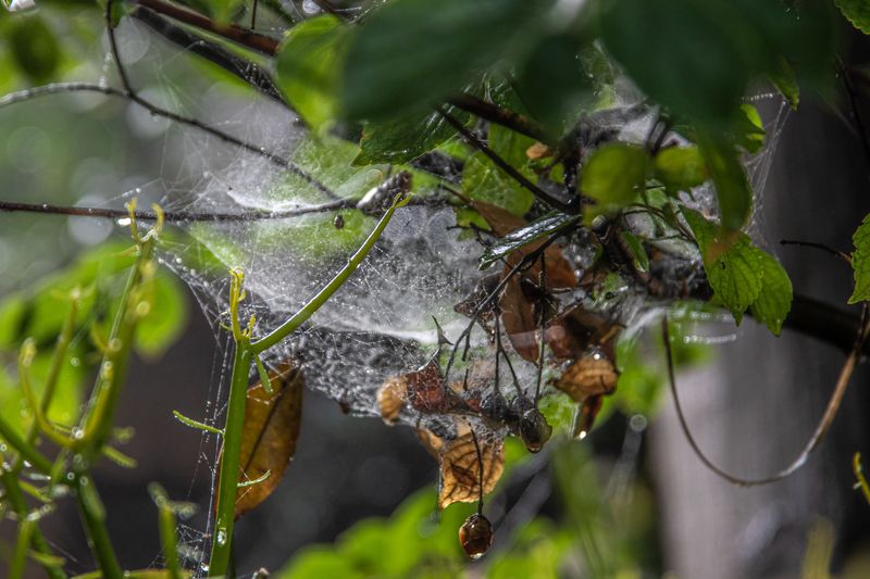 Webs Spanning Several Feet Anchor Between Shrubs And Eaves Webs Spanning Several Feet Anchor Between Shrubs And Eaves