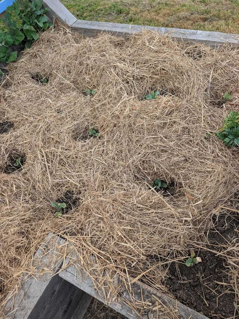 Weed Emergence Drops Once Straw Covers Bare Soil