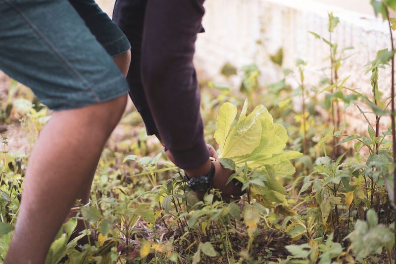 Weeding Now Before Seeds Spread To Fall Weeding Now Before Seeds Spread To Fall