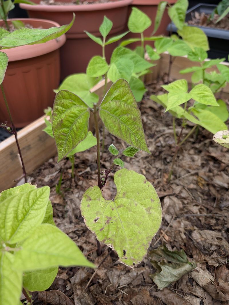 Weeds Are Not Competing Around The Roots