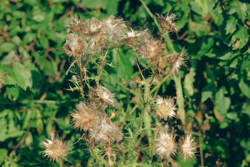 Weeds Compete Aggressively For Nutrients During Summer Growth Weeds Compete Aggressively For Nutrients During Summer Growth