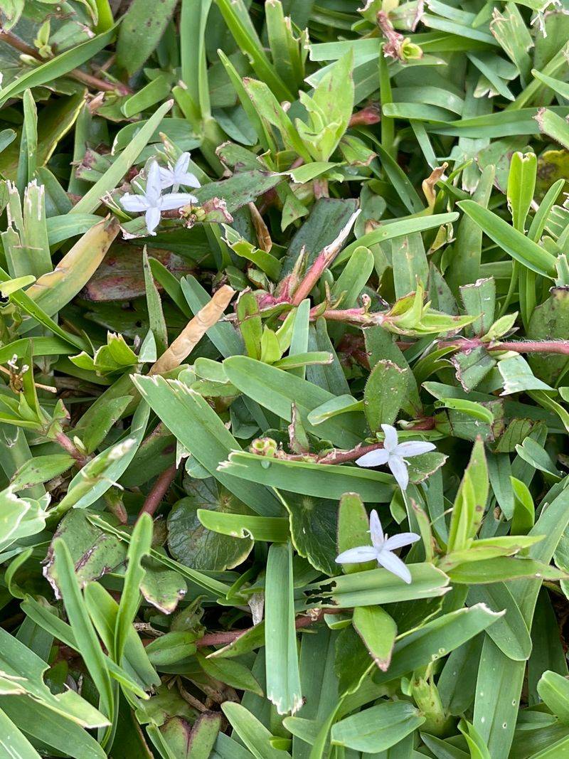 Weeds Explode When Beds Are Left Open